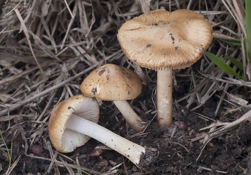 Inocybe quietiodor